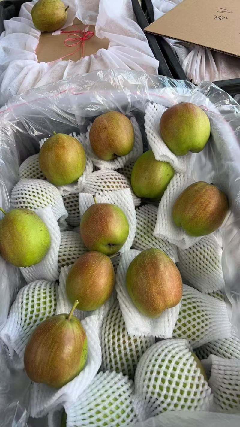 河北赵县新梨7号大量供应品质保证一手货源欢迎各位来电
