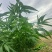 一年生阳山水蜜桃桃苗