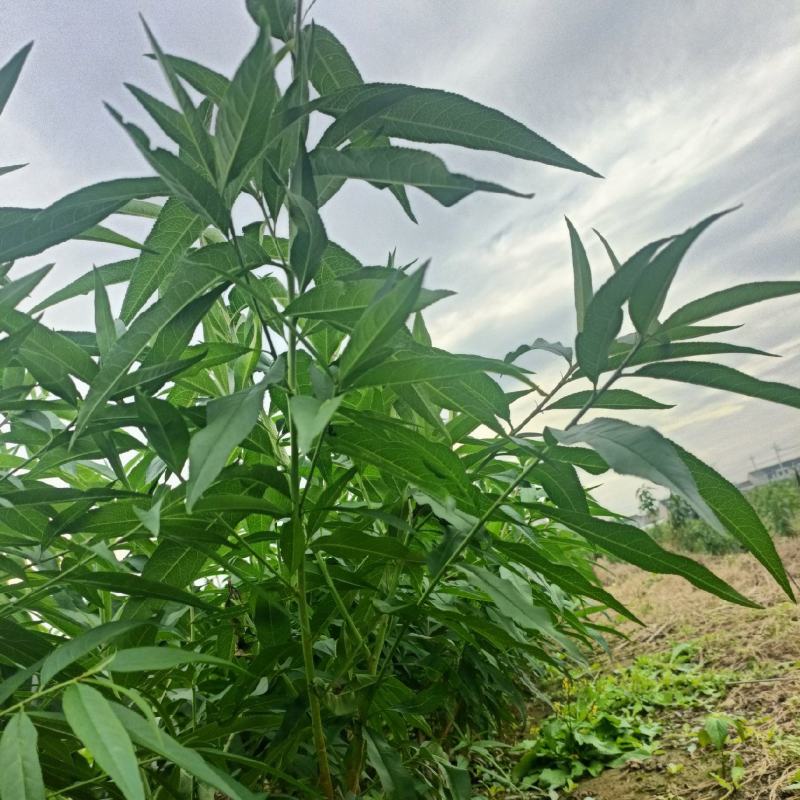 一年生阳山水蜜桃桃苗