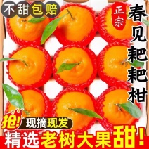 【四川耙耙柑】眉山春见柑桔/纯甜无渣/一件批发日供应2万单