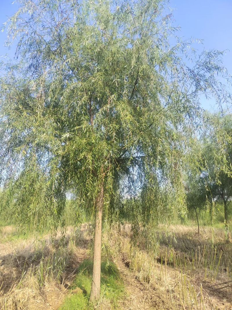 垂柳