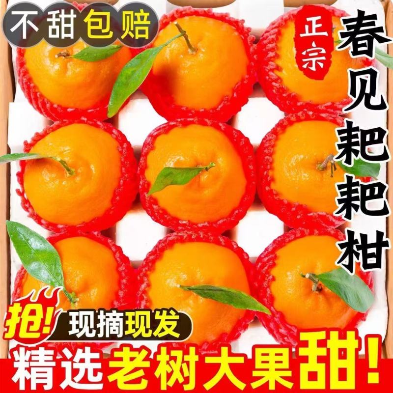 【四川耙耙柑】眉山春见柑桔/纯甜无渣/一件批发日供应2万单