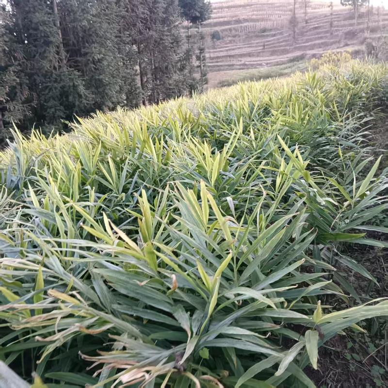 【精品】云南鲜生姜现挖小黄姜量大价格可谈