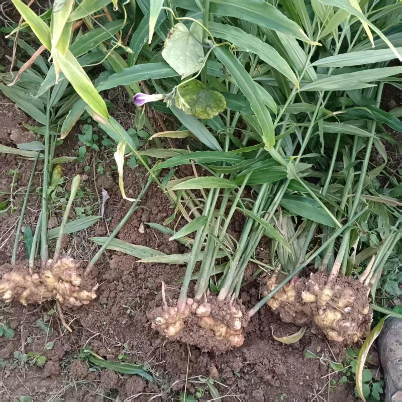 【精品】云南鲜生姜现挖小黄姜量大价格可谈