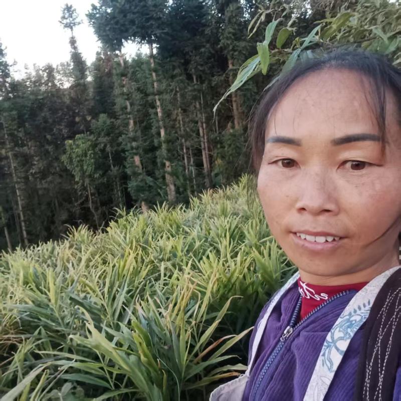 【精品】云南鲜生姜现挖小黄姜量大价格可谈