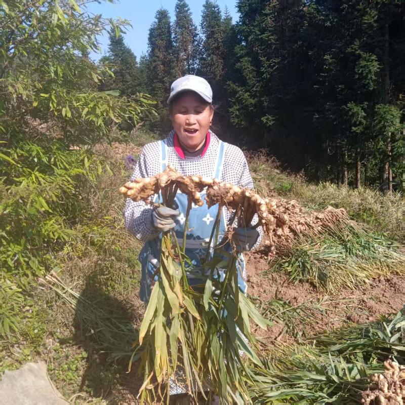 【精品】云南鲜生姜现挖小黄姜量大价格可谈
