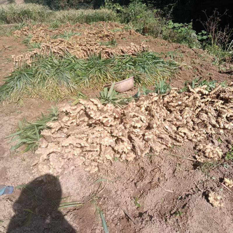【精品】云南鲜生姜现挖小黄姜量大价格可谈