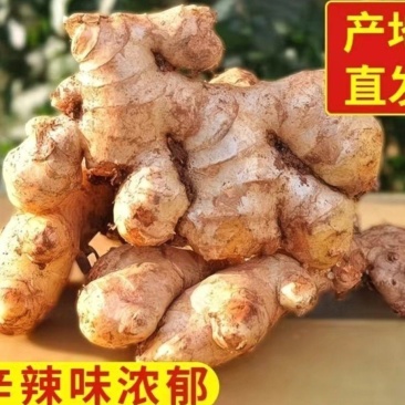 【精品】云南鲜生姜现挖小黄姜量大价格可谈
