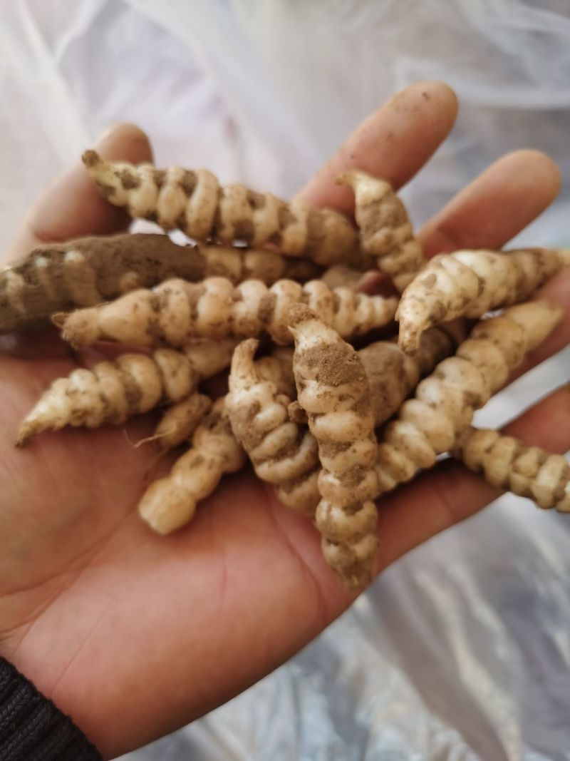 螺丝菜