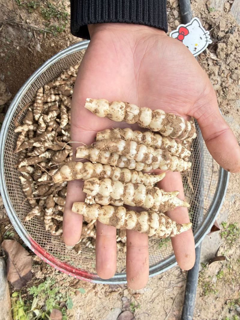 螺丝菜