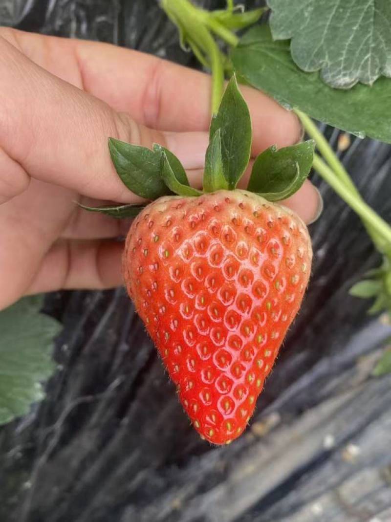 草莓