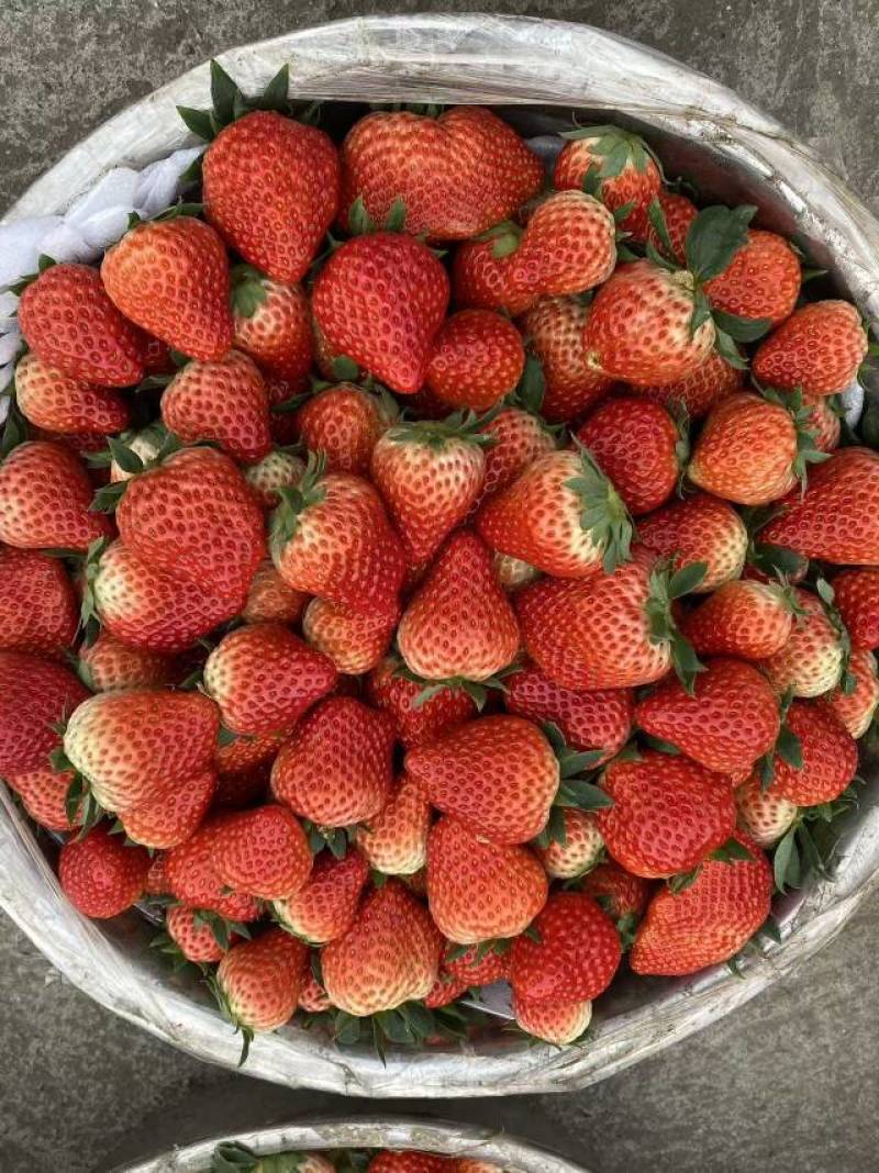 草莓