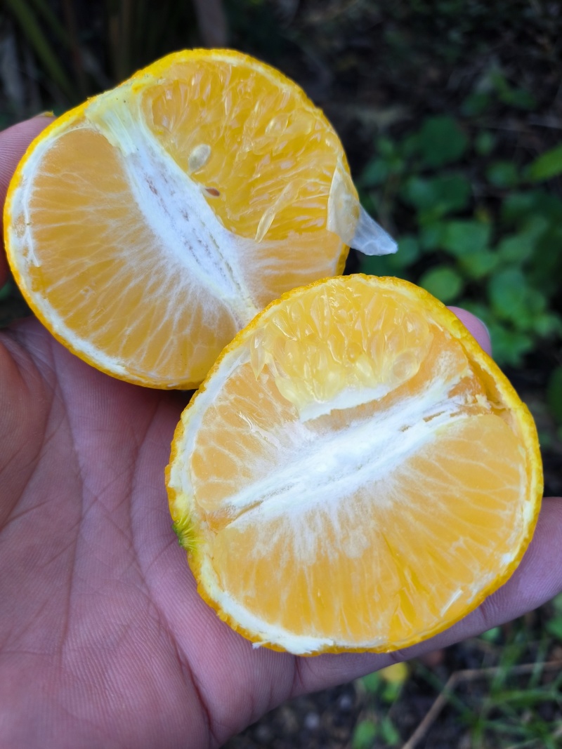 正宗广东德庆皇帝柑产地现摘现发，皮薄多汁，核小，清甜无酸