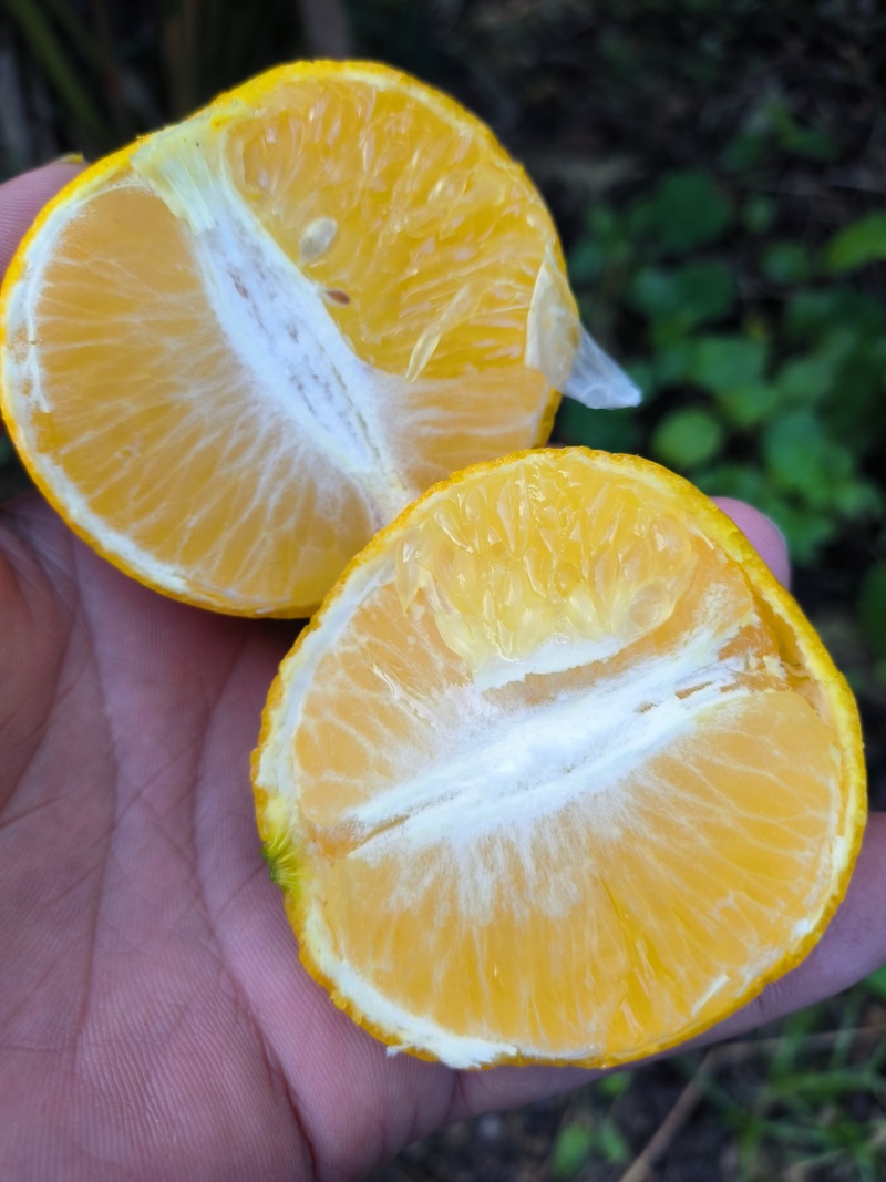正宗广东德庆皇帝柑产地现摘现发，皮薄多汁，核小，清甜无酸