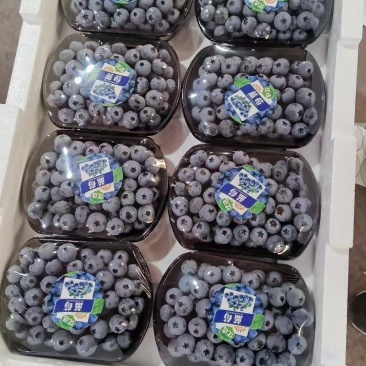 【精品】云南高原蓝莓优瑞卡L25可视频看货
