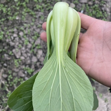 百亩基地，精品上海青/产地直发/量大价优/欢迎咨询
