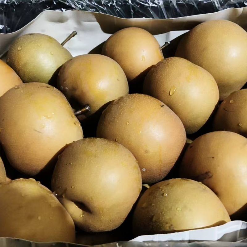 【热卖】安徽精品圆黄梨口感脆甜品相好价格低欢迎选购