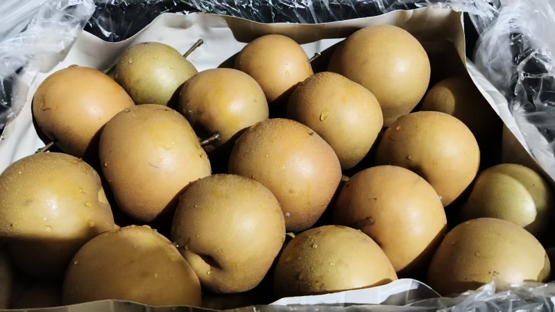 【热卖】安徽精品圆黄梨口感脆甜品相好价格低欢迎选购