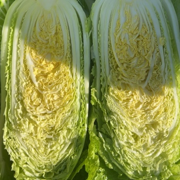 精品玲珑黄大白菜