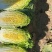 精品玲珑黄大白菜