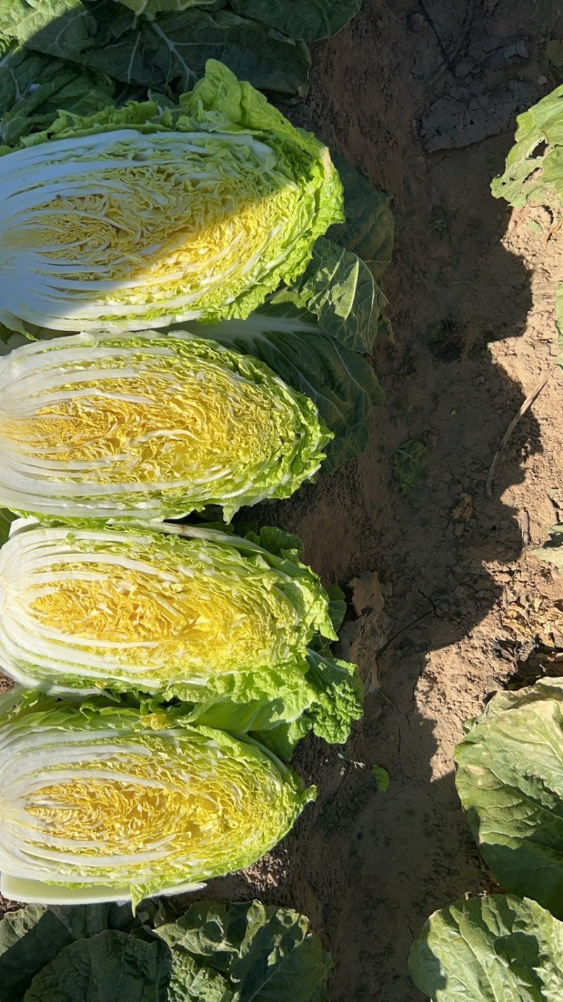 精品玲珑黄大白菜