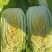 精品玲珑黄大白菜