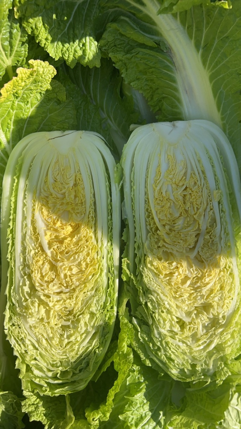 精品玲珑黄大白菜