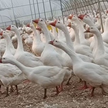 【送货上门】浙东鹅批发养殖场直供一手货源可视频看货