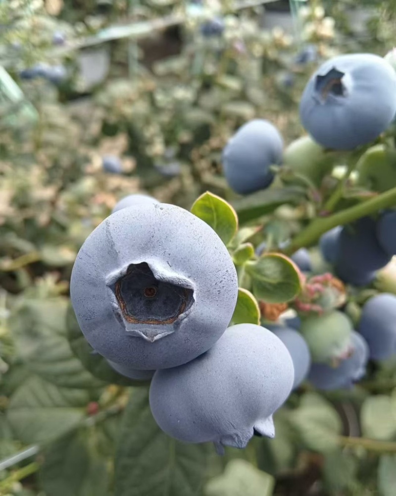 云南花香蓝莓.口感脆甜