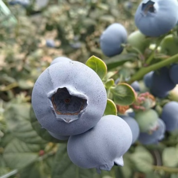 云南花香蓝莓.口感脆甜