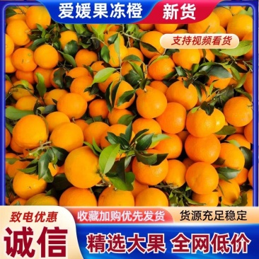 【推荐】爱媛果冻橙产地供应量大从优诚信经营支持视频看货