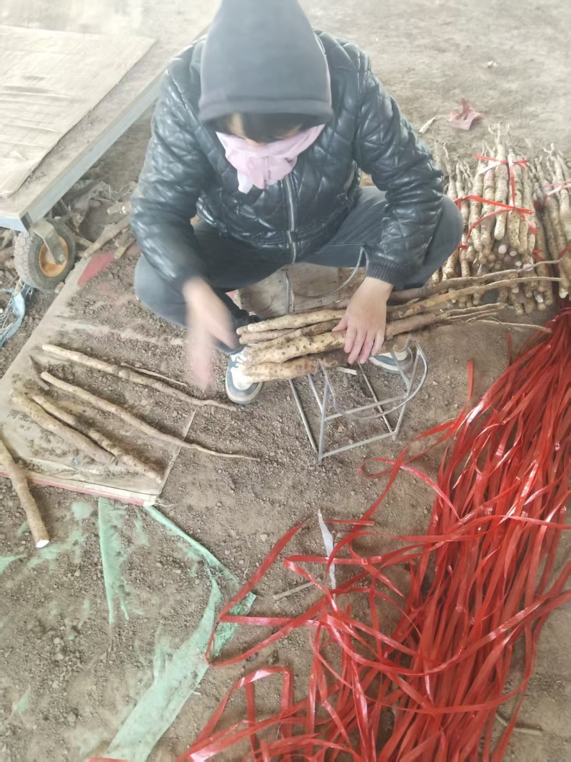 温县正宗垆土地铁棍山药现挖现发品质保证价格实惠