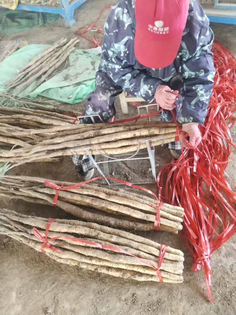 温县正宗垆土地铁棍山药现挖现发品质保证价格实惠
