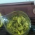 日照绿茶晚秋寒露茶质量保证山东基地直供规格齐全全国发货