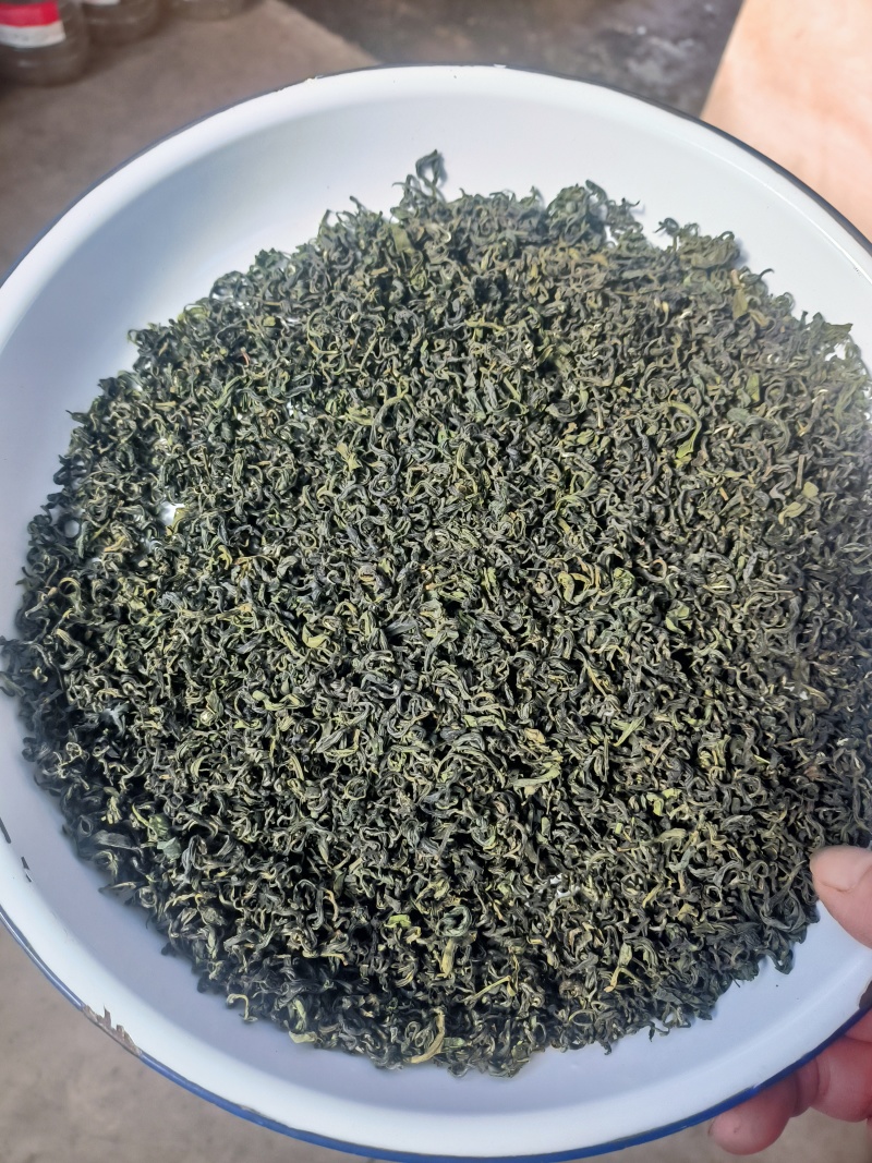 日照绿茶晚秋寒露茶质量保证山东基地直供规格齐全全国发货