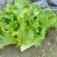 大叶生菜