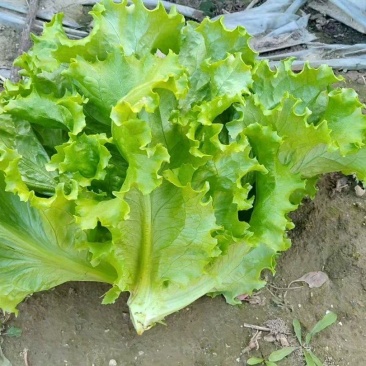 大叶生菜