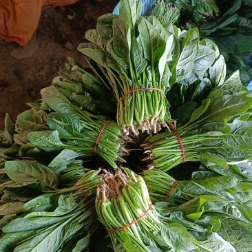 扎把菠菜