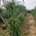 龙血树高杆两层电商可挂吉祥物花场发货