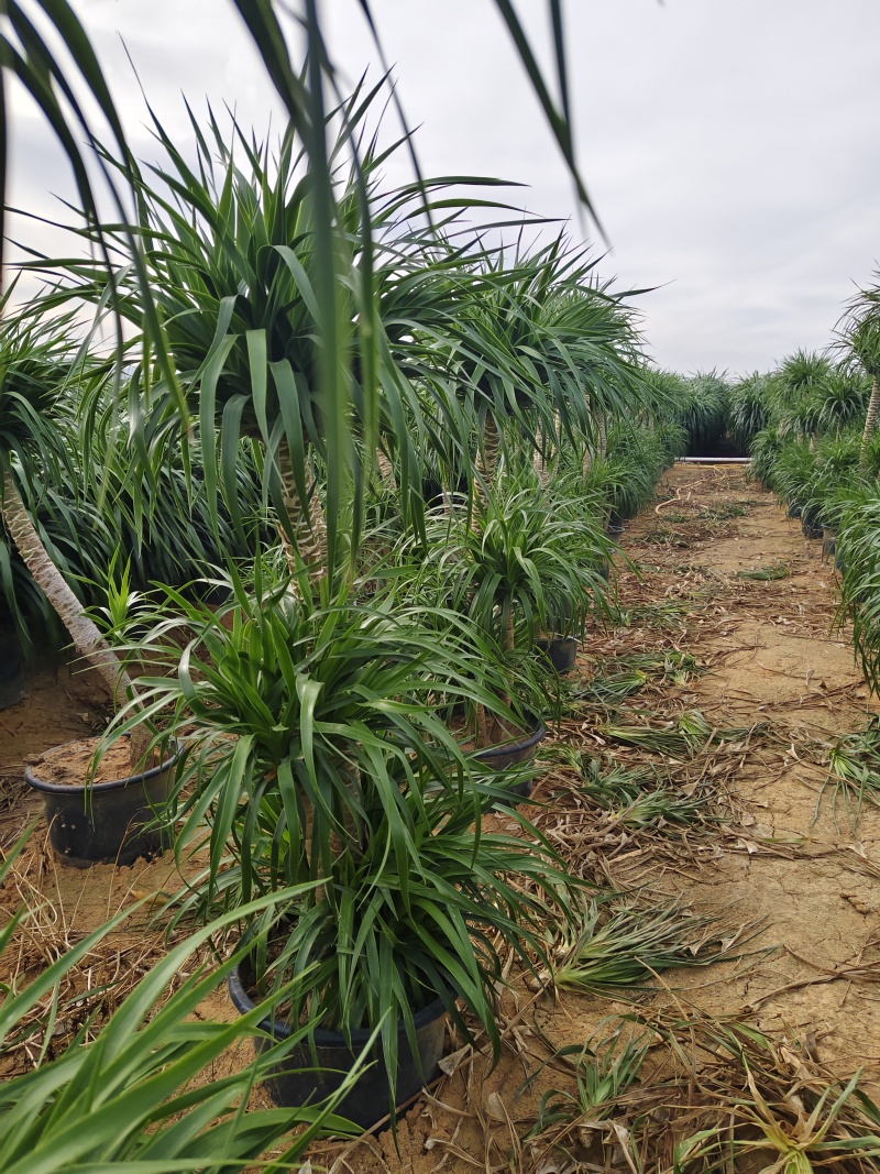 龙血树高杆两层电商可挂吉祥物花场发货