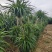 龙血树高杆两层电商可挂吉祥物花场发货
