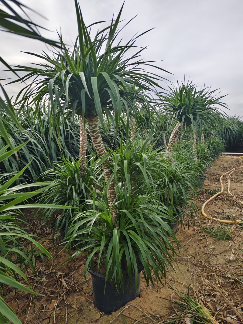 龙血树高杆两层电商可挂吉祥物花场发货