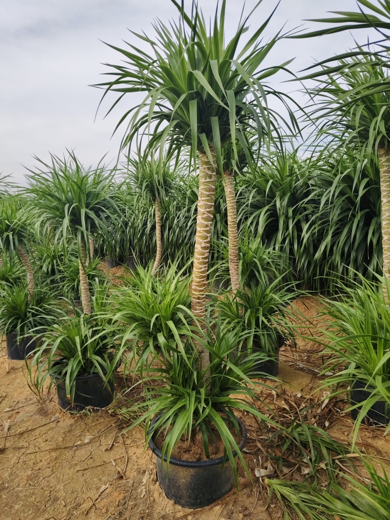 龙血树高杆两层电商可挂吉祥物花场发货