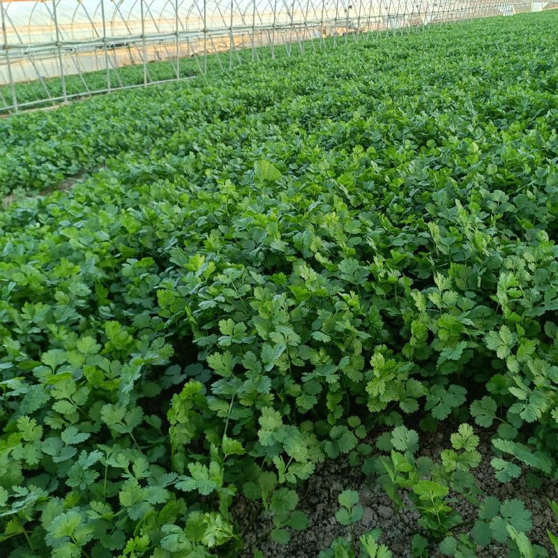 扎把香菜