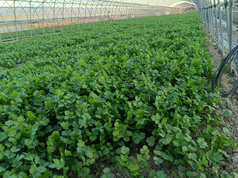 扎把香菜