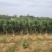 龙血树黑珍珠高杆大量批发诚信经营支持视频看货