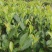 漳平水仙茶饼/茶乡原产地自加工对接零售批发