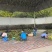双季茭“余茭4号”高产茭白种苗挑选苗墩老根苗