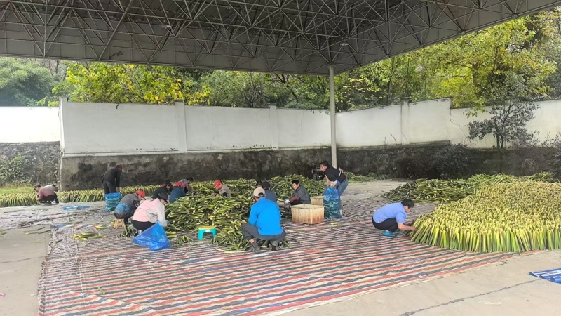 双季茭“余茭4号”高产茭白种苗挑选苗墩老根苗