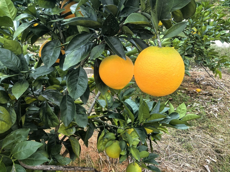 赣南脐橙自家果园保证不打蜡不催熟全国包邮